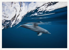 Bottlenose dolphin / Turciops Aduncus Poster