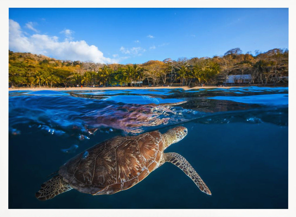 Green Turtle - Sea Turtle Poster