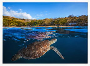 Green Turtle - Sea Turtle Poster