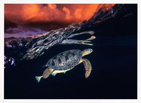 Green turtle and sunset - Sea Turtle Poster