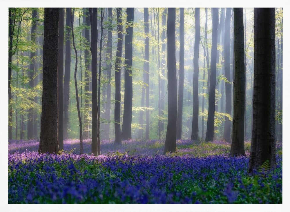 Bluebells Poster