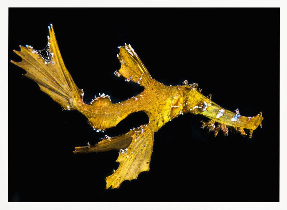 Delicate ghost pipefish Poster