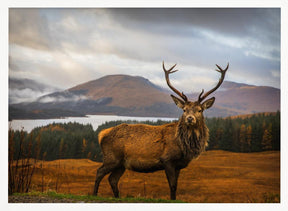 Scottish Stag Poster