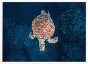 Green turtle on blue water Poster