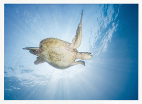 Sea Turtle - Green turtle Poster