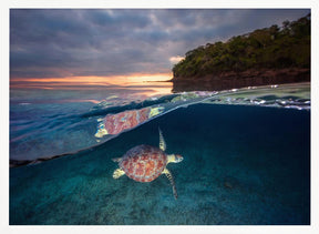 Green turtle with sunset Poster