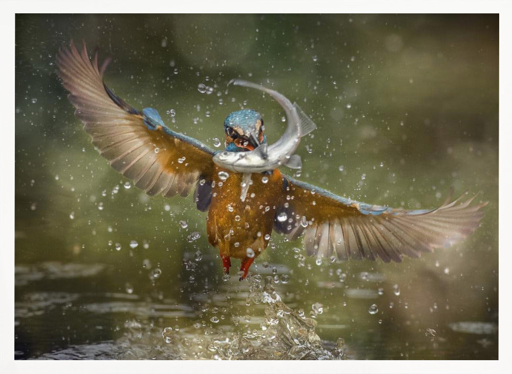 kingfisher Poster