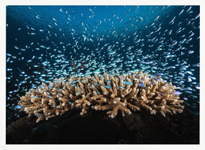 Underwater Life Poster