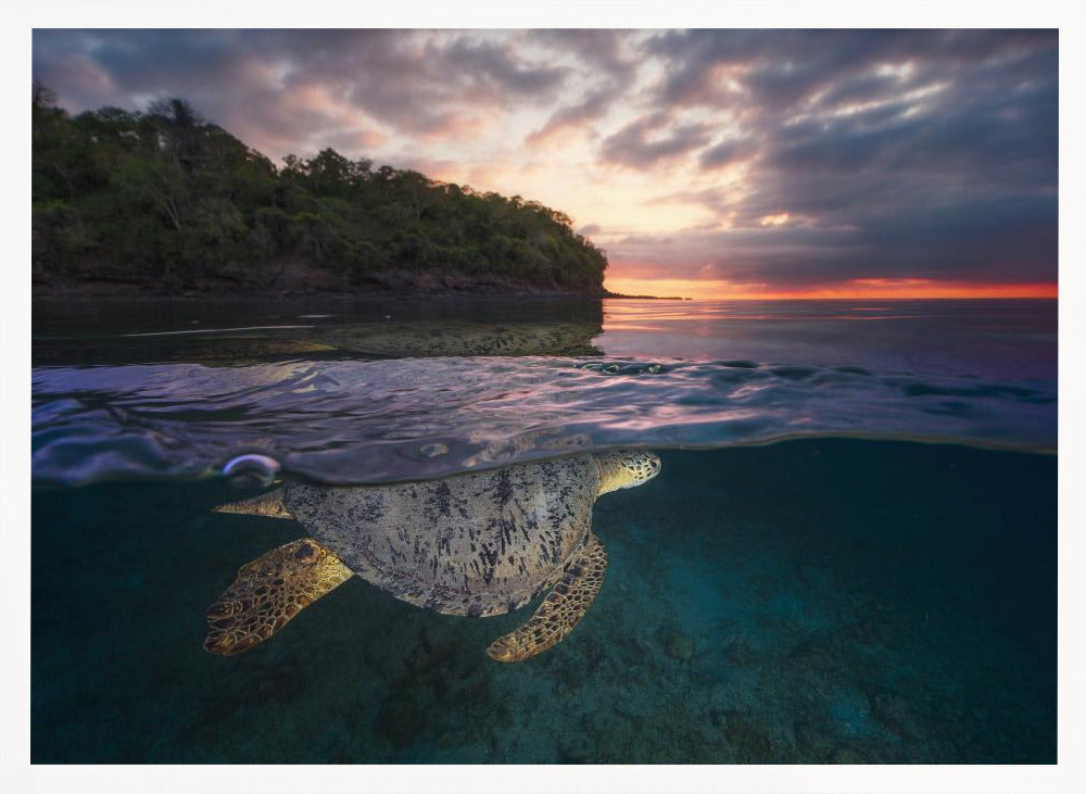 Over the surface - Sea Turtle Poster