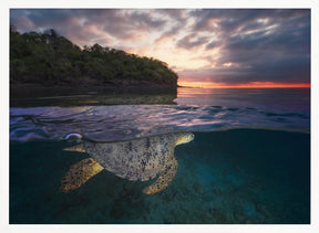 Over the surface - Sea Turtle Poster