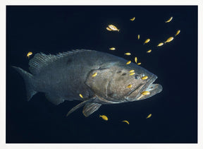 Giant grouper Poster