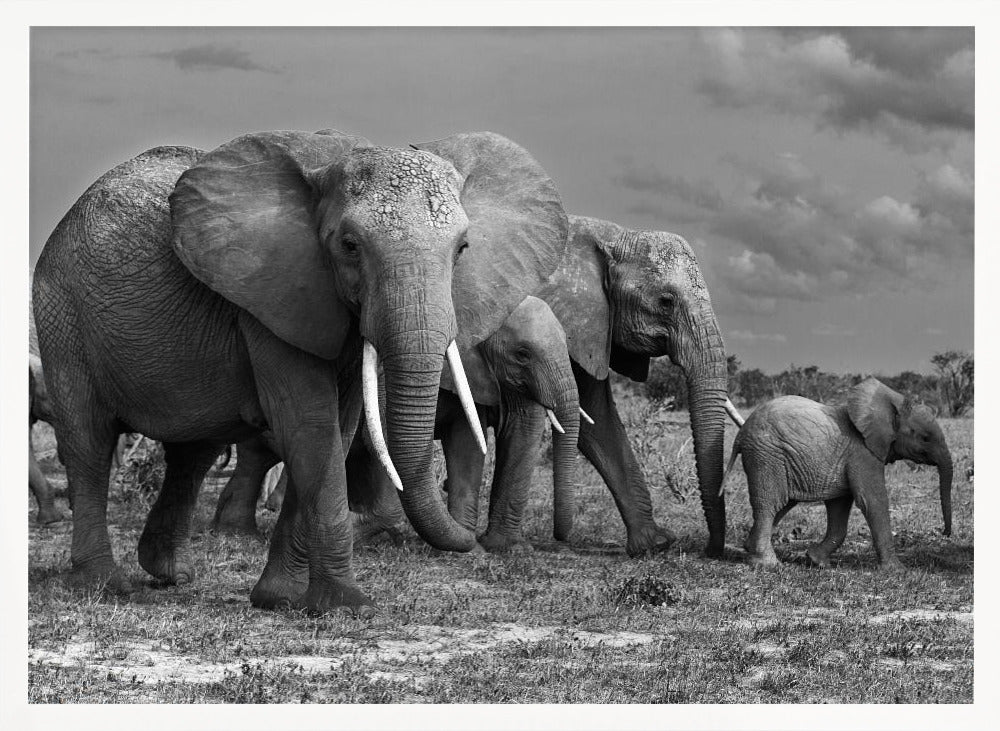 Elephants family Poster