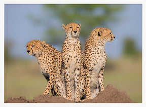 Cheetah Malaika and Her Two Boys Poster