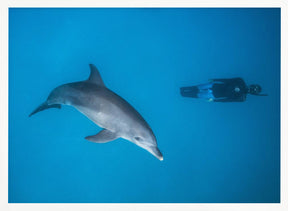 Dolphin and freediver Poster