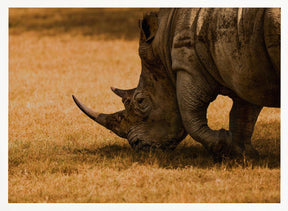 White rhino Poster