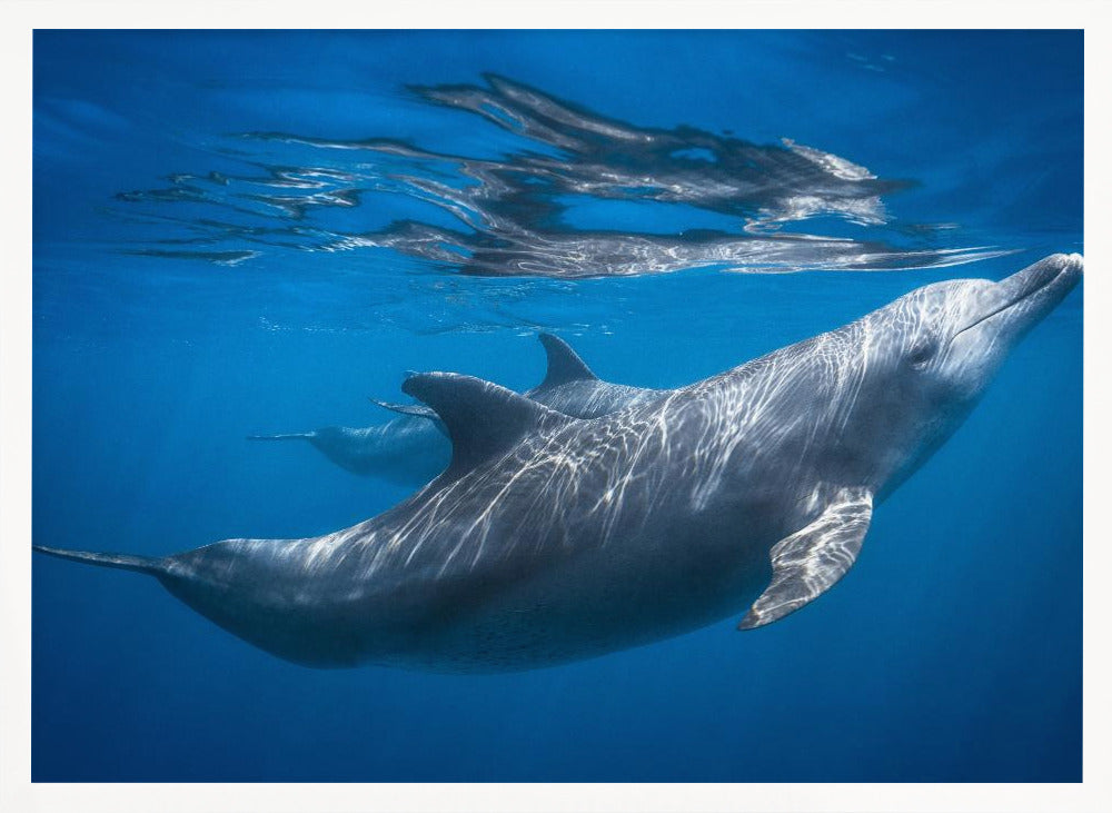 Dolphin at the surface Poster