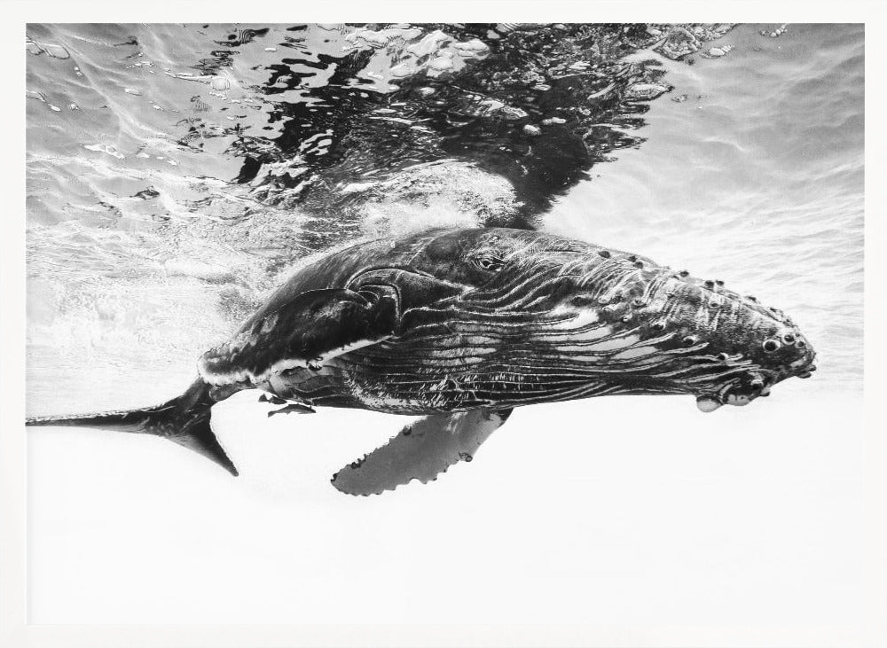 Humpback whale calf Poster