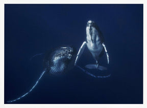 Humpback whale mother and calf Poster