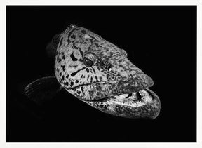 Potato grouper : Black  &amp; White Poster