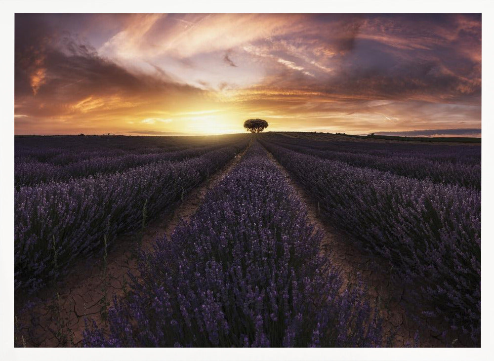 Lavender sunset Poster