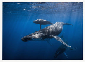 Humpback whale family Poster