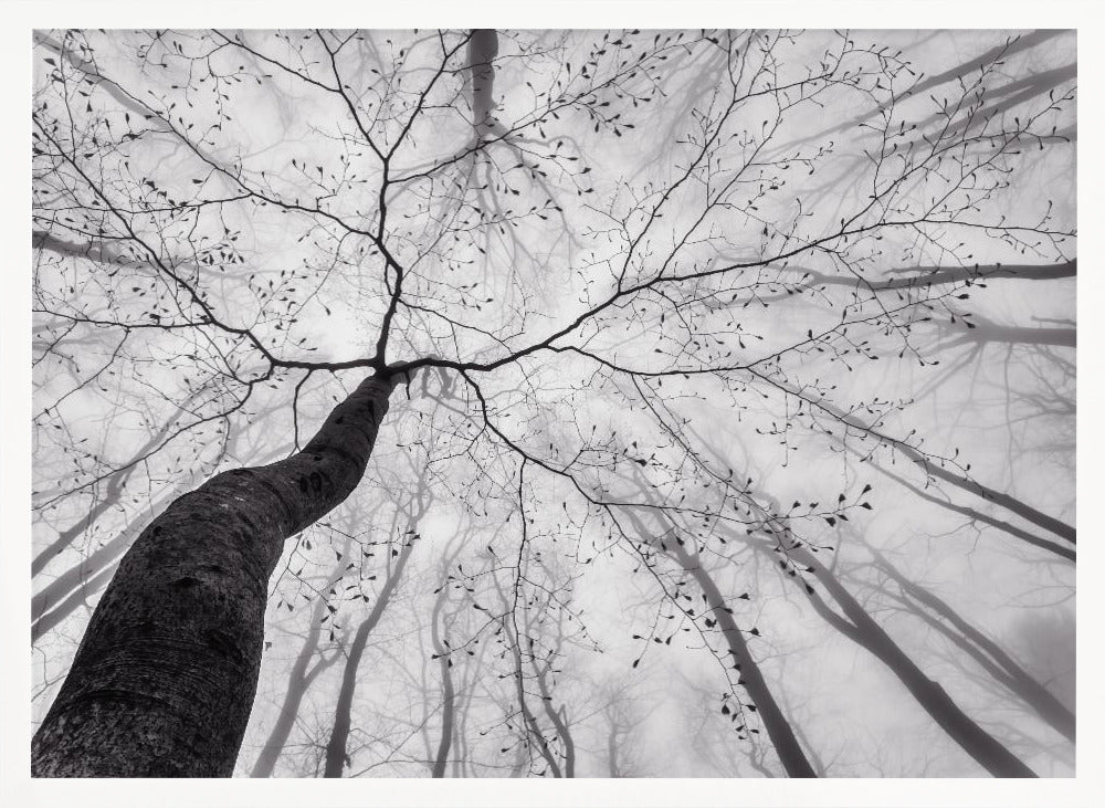 A view of the tree crown Poster