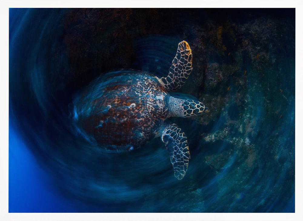 Hawksbill  sea turtle Poster