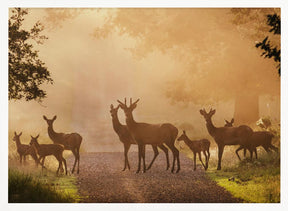 Deer on path Poster