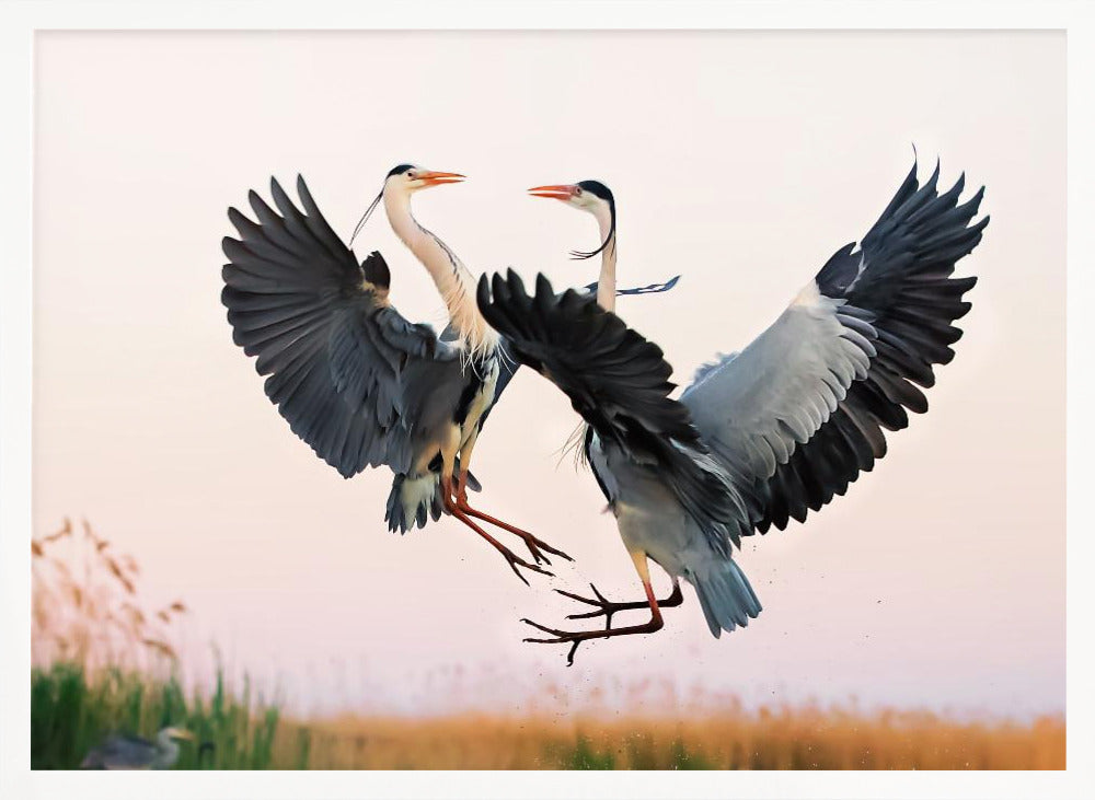 Heron Fighting Poster