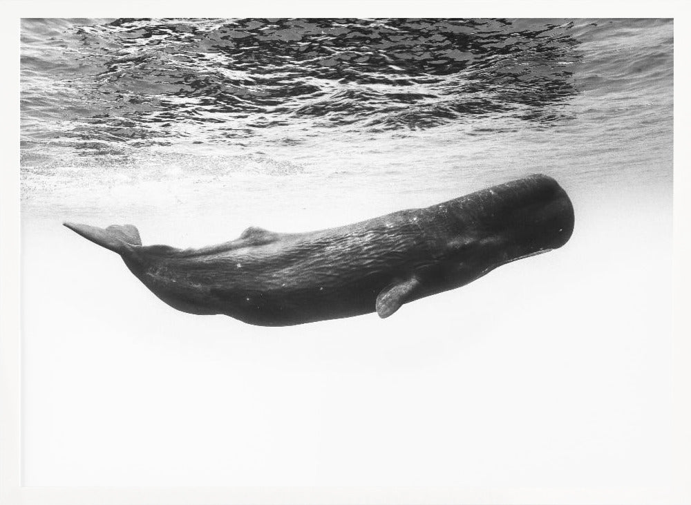 Sperm whale Poster