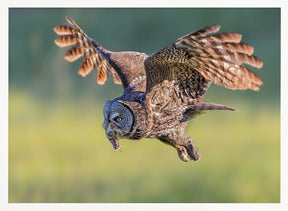 Great Grey Owl Poster