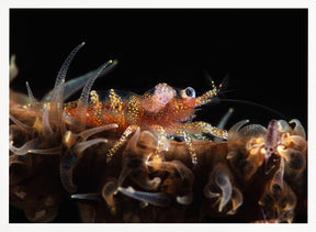 Zanzibar whip coral shrimp Poster