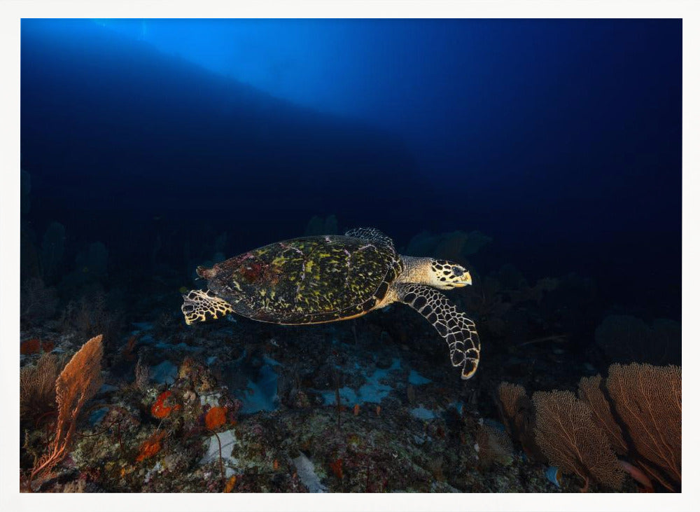 Hawksbill Turtle Poster