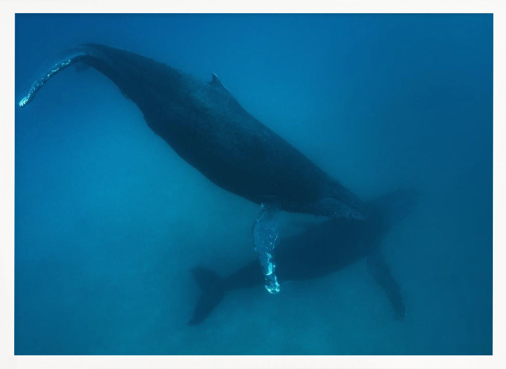 Humpback whales Poster