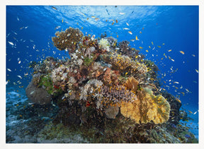 Underwater biodiversity Poster