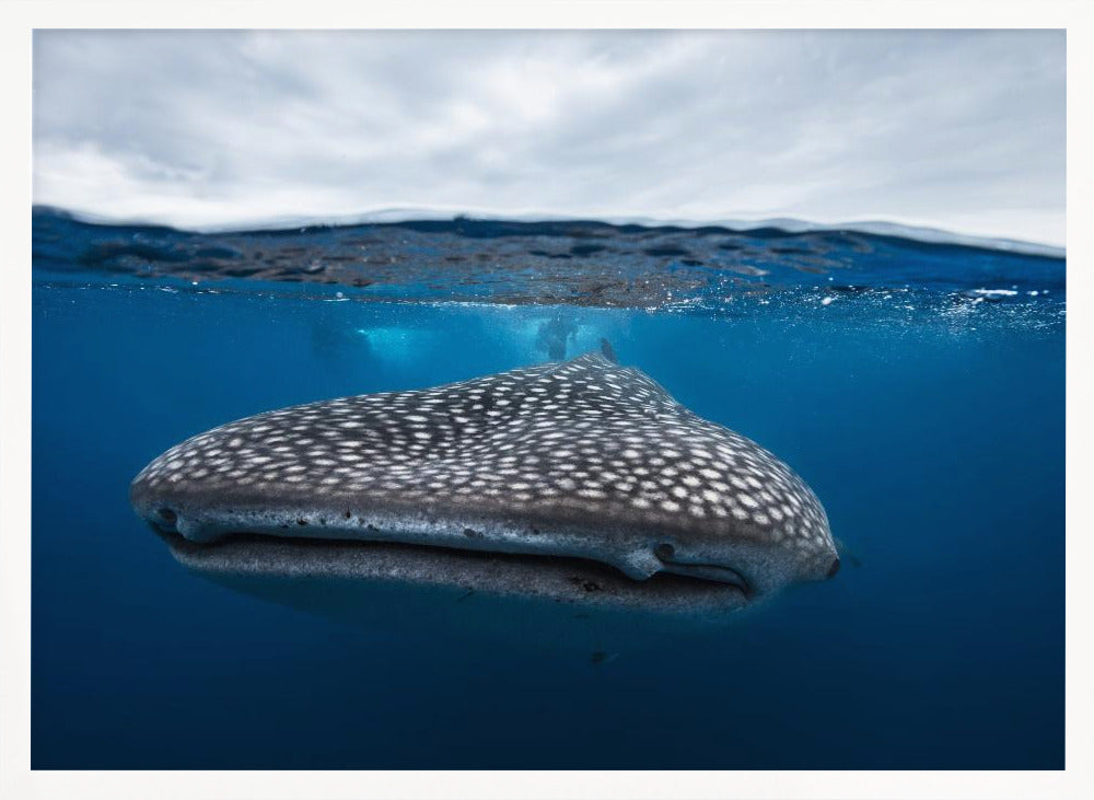 Whale Shark in split level Poster