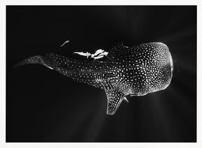 Black and Whale Shark Poster