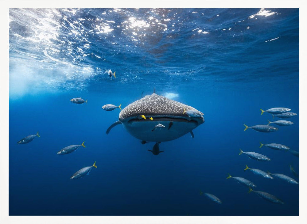 Whale shark escorted by a school of bonito Poster