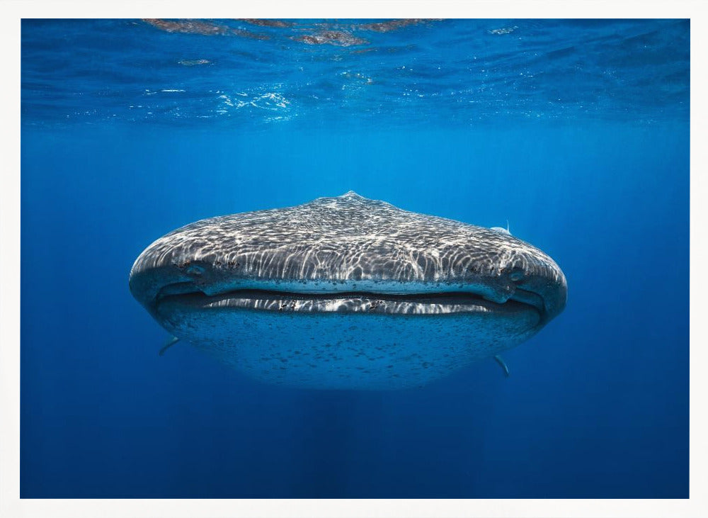 Face to Face with a whale shark Poster