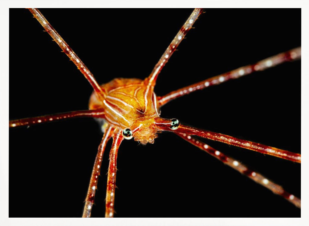 Spider squat lobster Poster