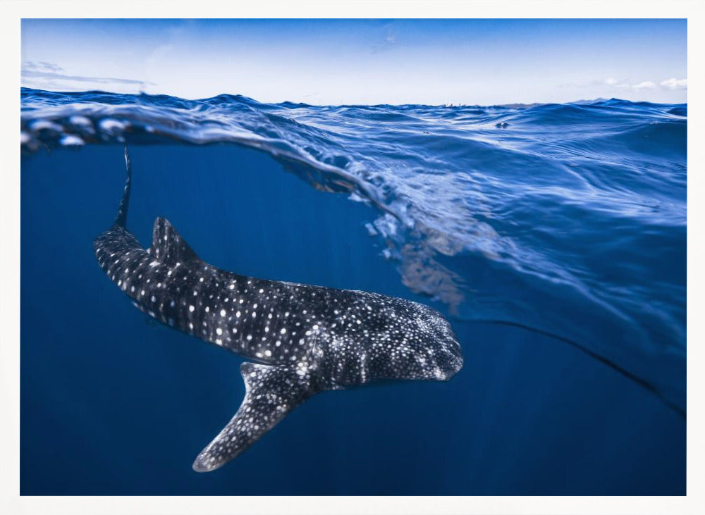 Whale Shark on split level Poster