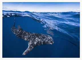 Whale Shark on split level Poster