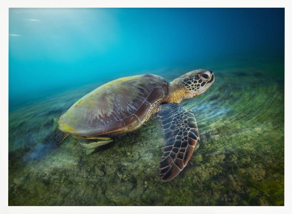 Green turtle Poster