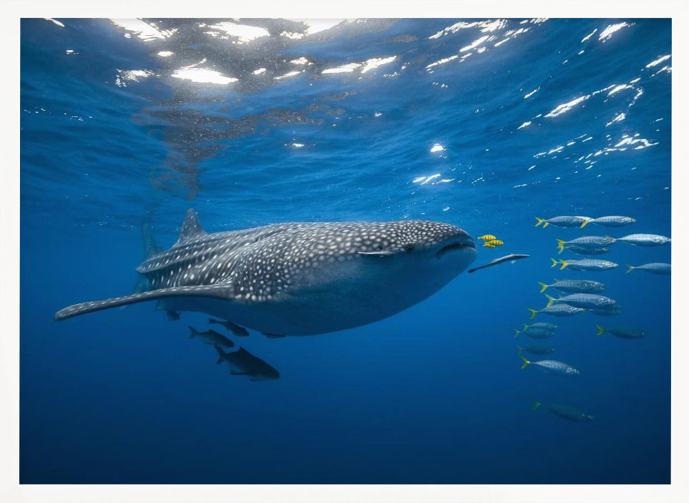 Tuna Shoal and whale shark Poster