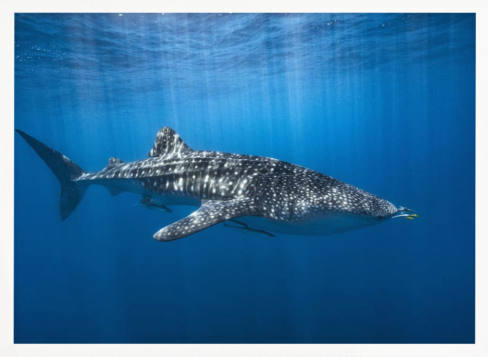 Whale shark in the blue Poster