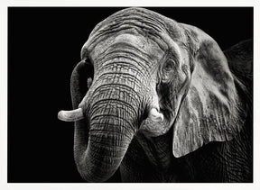 African Elephant Poster