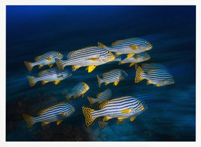 Oriental sweetlips Poster