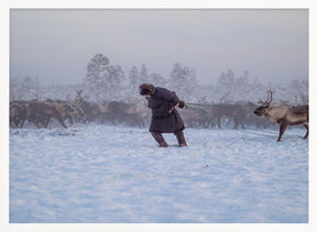 Nenet and reindeer II Poster