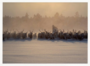 The herd II Poster