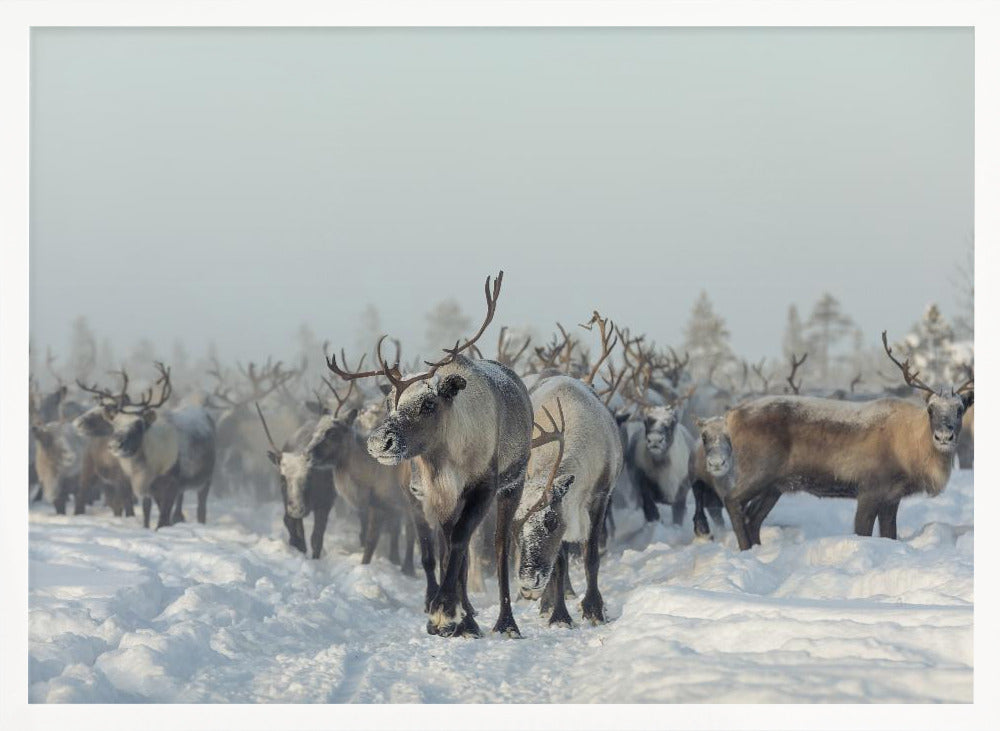 Reindeers Poster